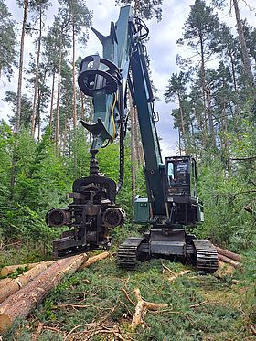 Harvester erntet Kiefern.